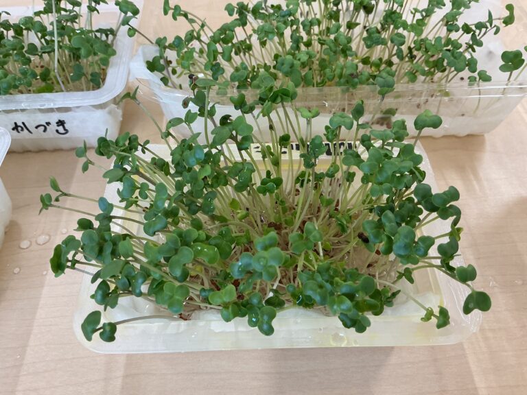 3・4歳児「やったぁ!育ったよ!みんなでいただきま~す」